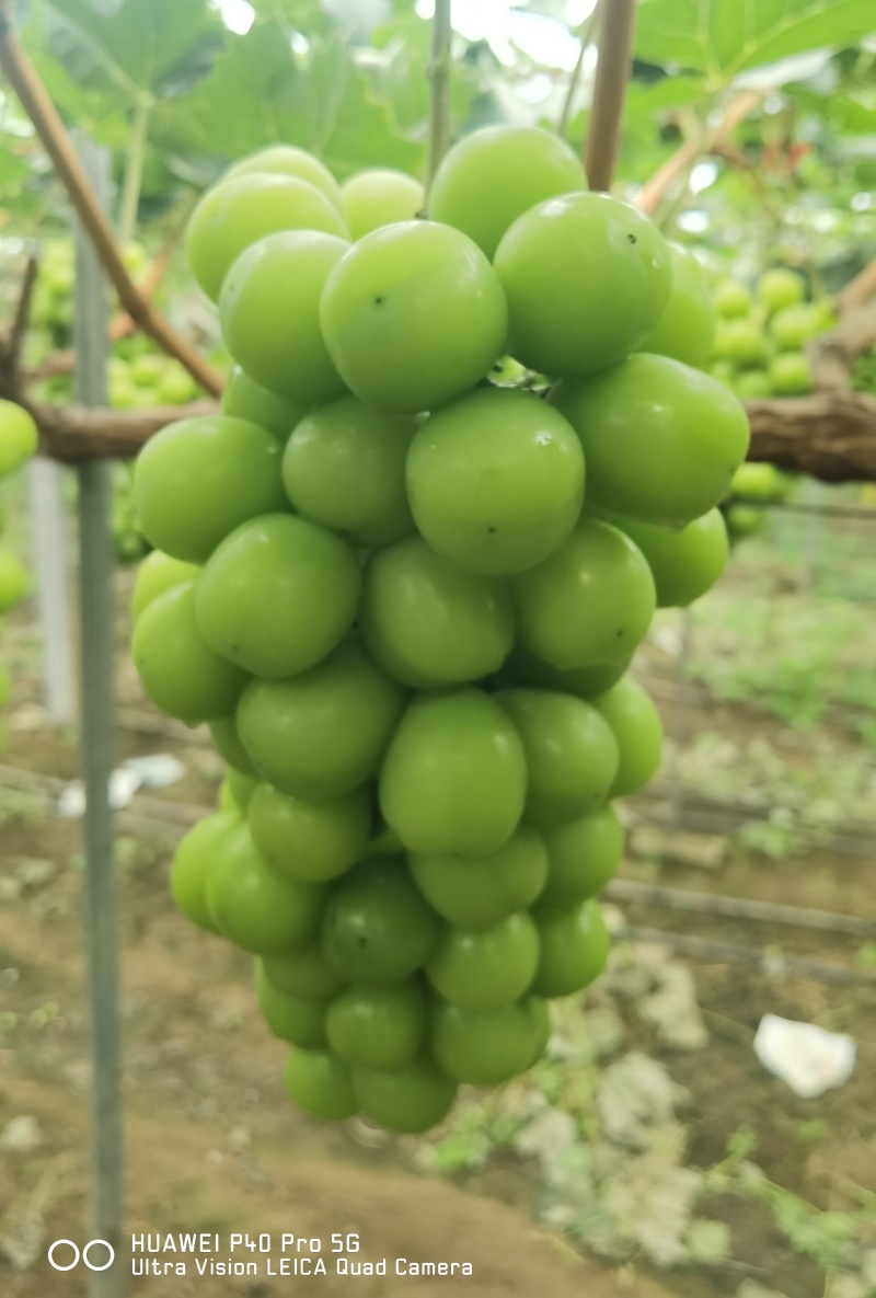夏邑县阳光玫瑰大量上市低糖16。颗粒大小均匀15克起