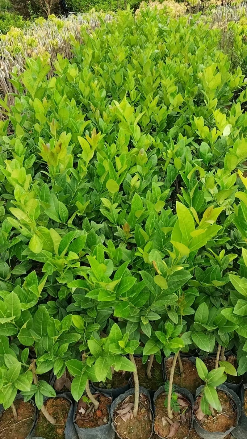 香水柠檬苗广东育苗基地直供价格美丽欢迎电话联系