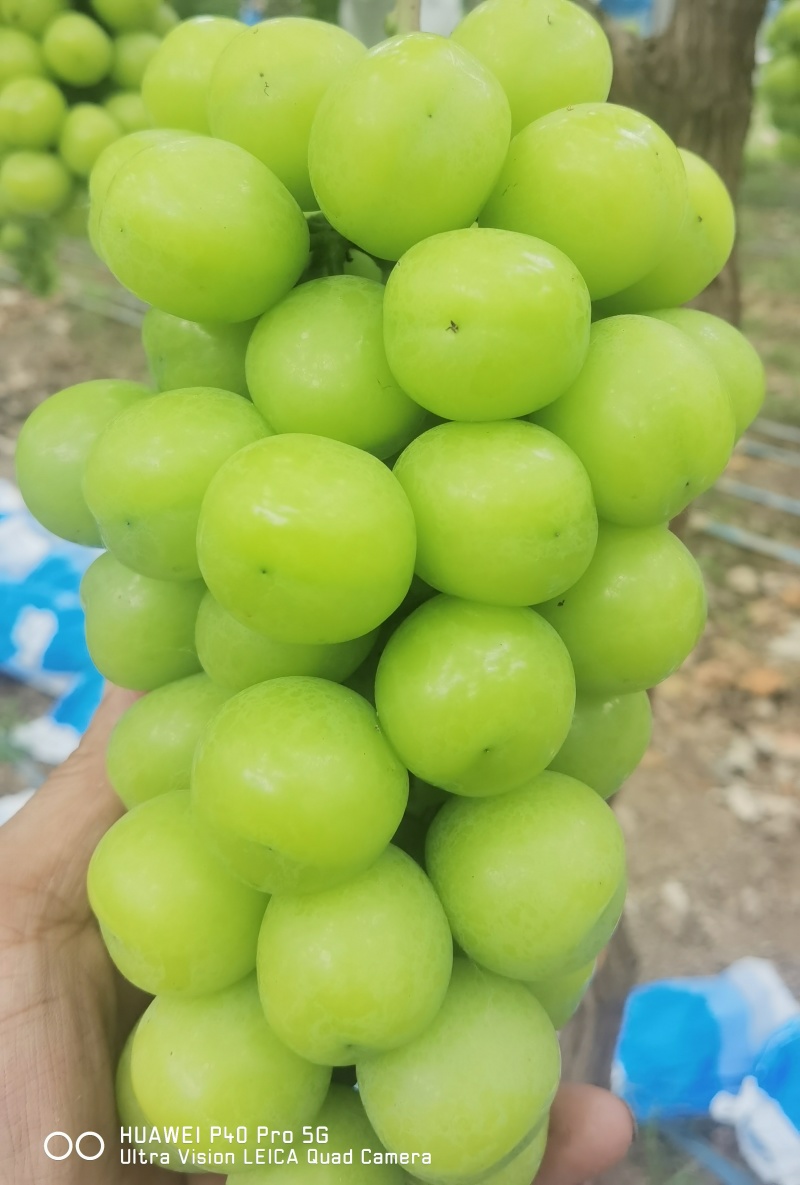 夏邑县阳光玫瑰大量上市低糖16。颗粒大小均匀15克起