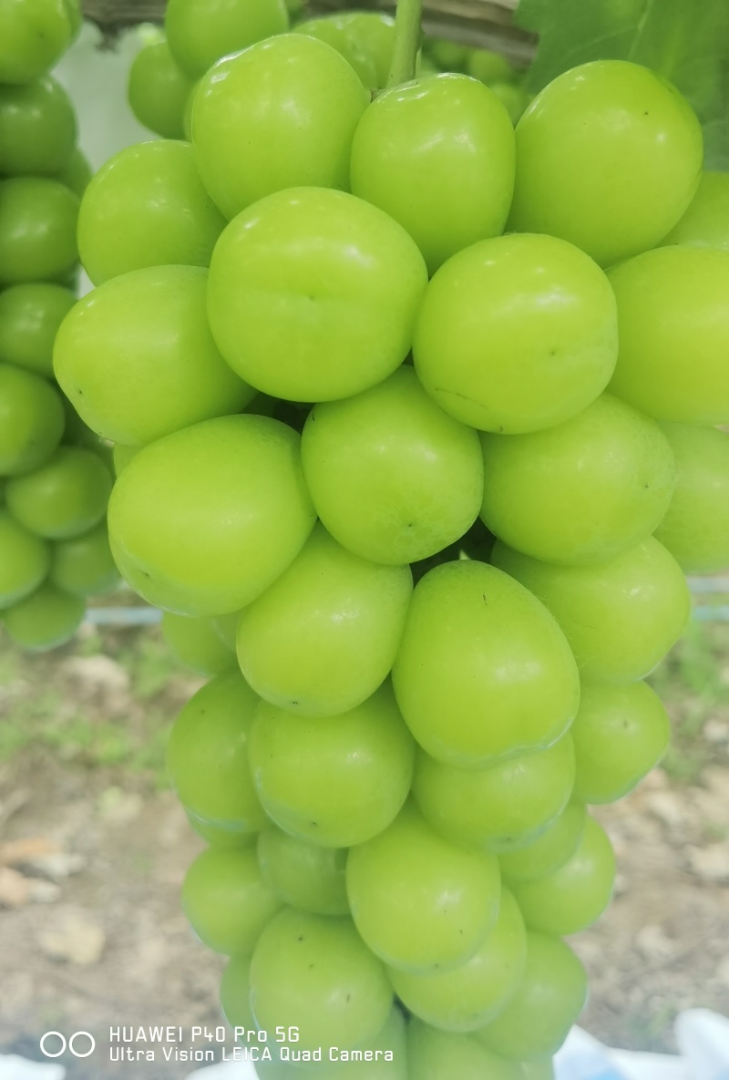 夏邑县阳光玫瑰大量上市低糖16。颗粒大小均匀15克起