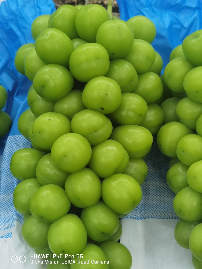 夏邑县阳光玫瑰大量上市低糖16。颗粒大小均匀15克起