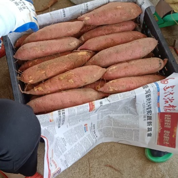 红薯沙地英歌红