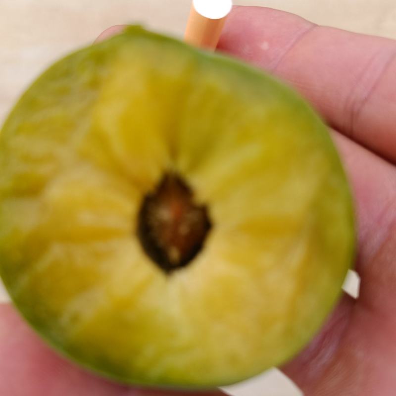 重庆奉节清脆李子大量上市了，品质好，一手货源，千亩李园