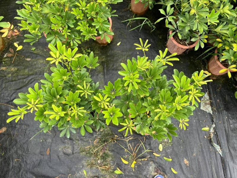 广州鸭脚木工程电商档口货