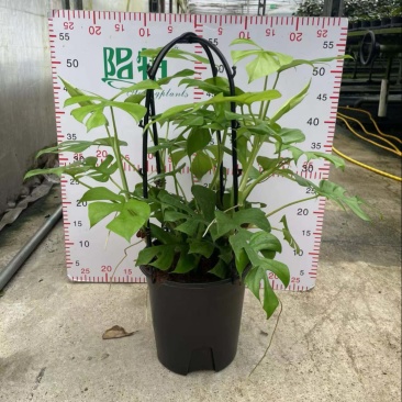 广州市供应飞来凤龟背竹盆栽