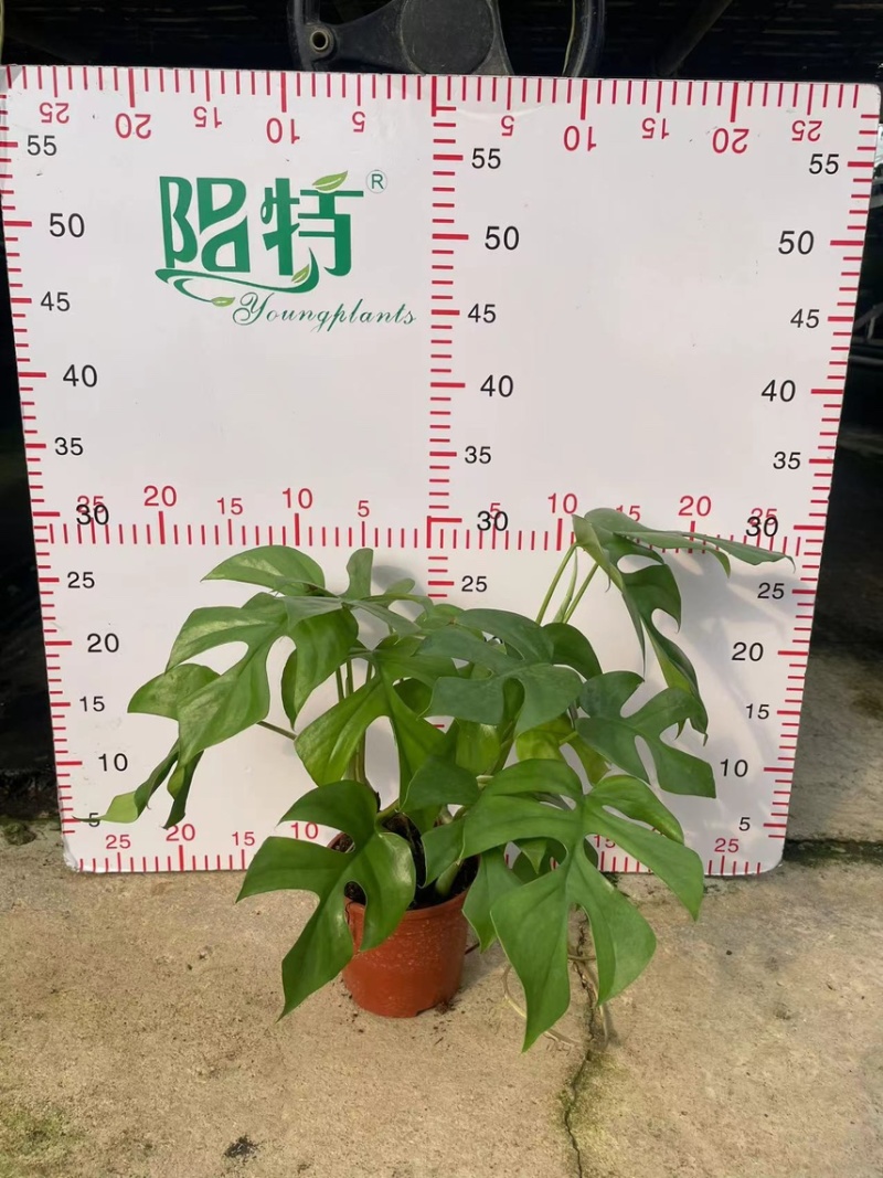 广州市供应飞来凤龟背竹盆栽