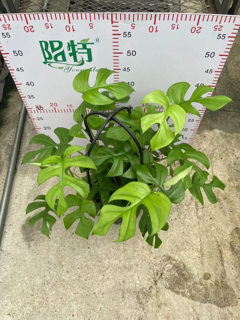 广州市供应飞来凤龟背竹盆栽