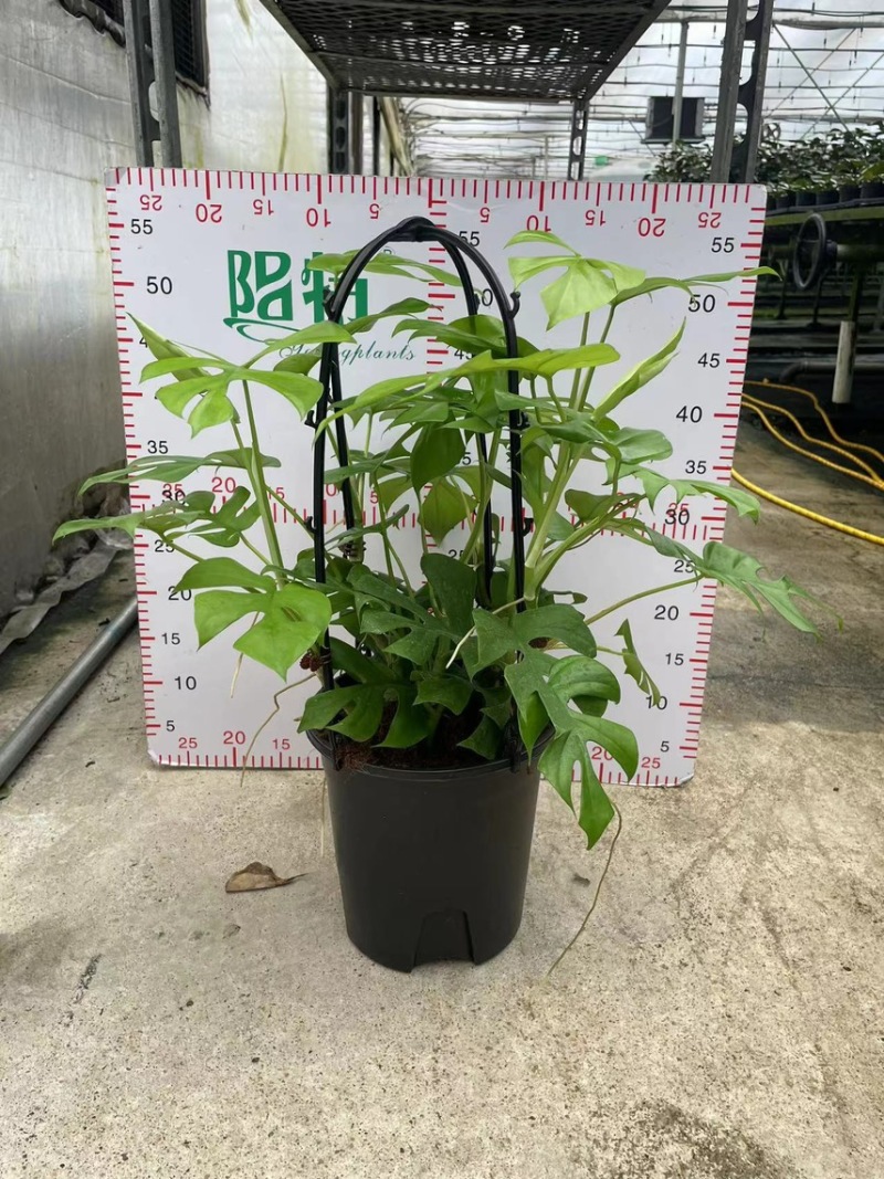 广州市供应飞来凤龟背竹盆栽