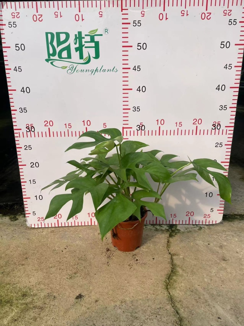 广州市供应飞来凤龟背竹盆栽