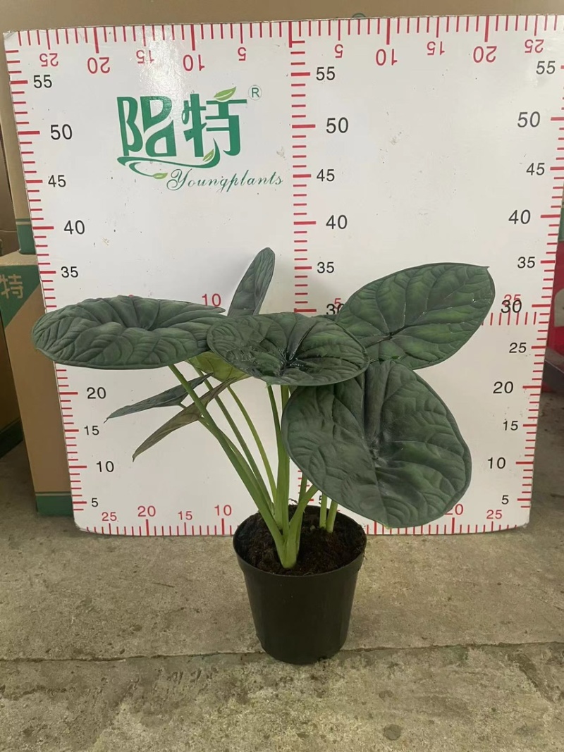 基地直销神盾海芋盆栽电商货