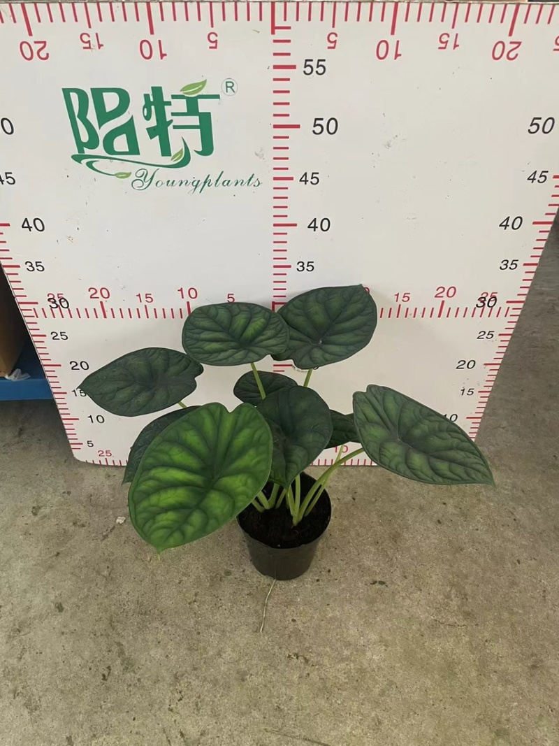 基地直销神盾海芋盆栽电商货
