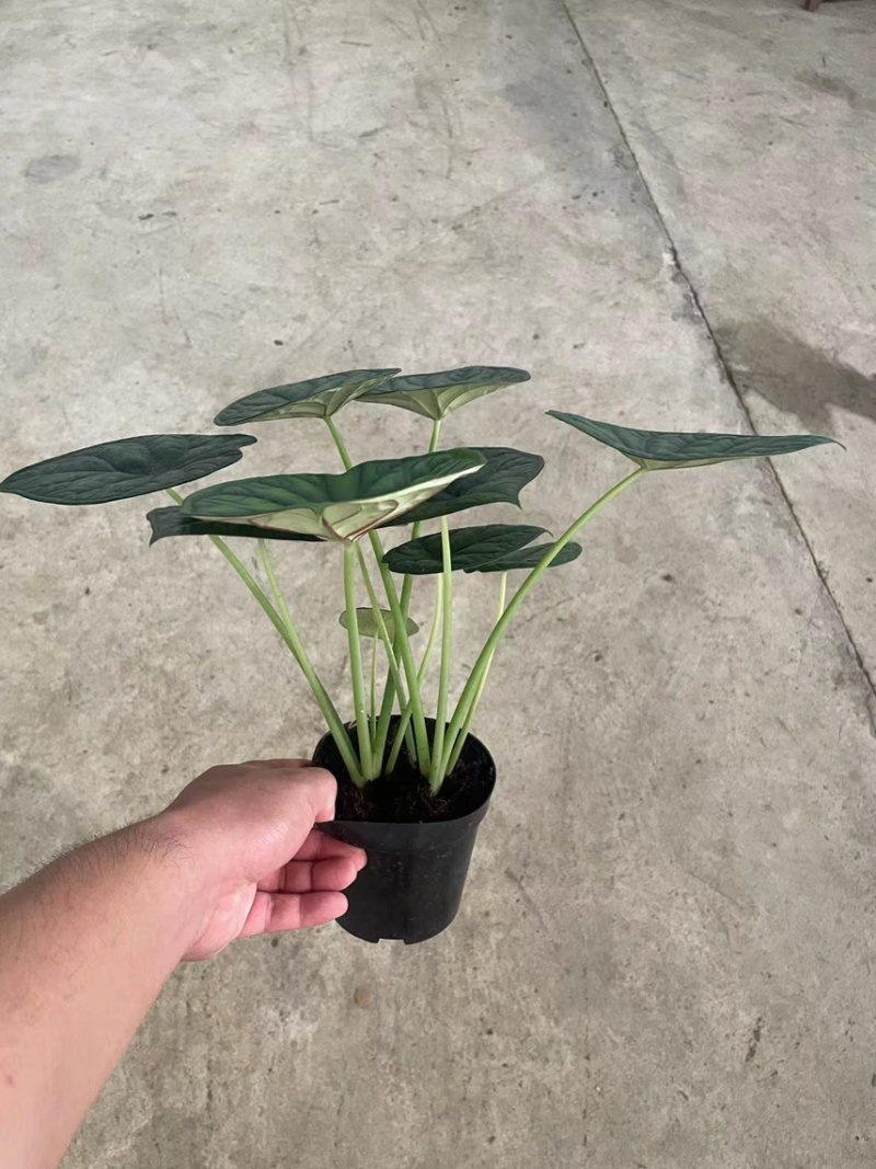 基地直销神盾海芋盆栽电商货