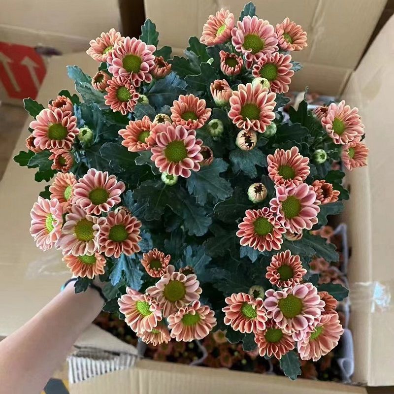 玲珑雏菊吉姆橙好养活多年生新手户外阳台驱蚊室外耐热耐寒的植物