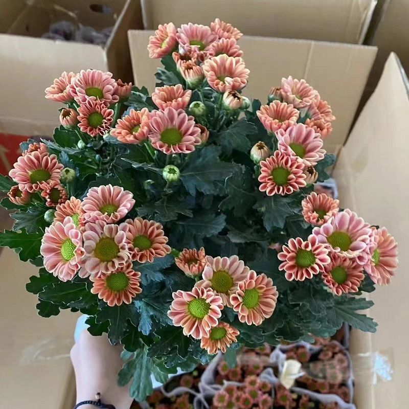 玲珑雏菊吉姆橙好养活多年生新手户外阳台驱蚊室外耐热耐寒的植物
