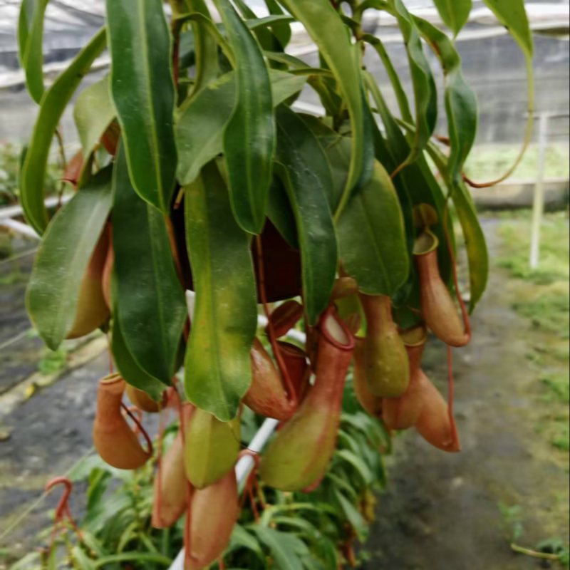 180猪笼草盆栽基地直销电商对接