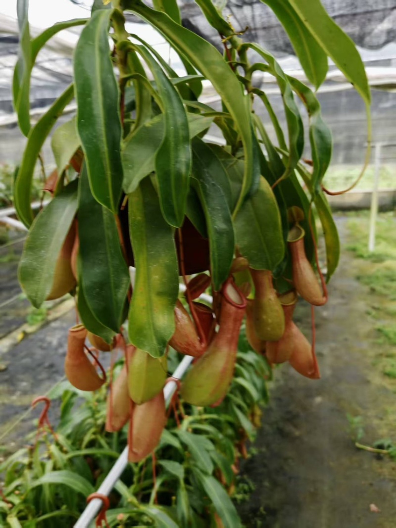 180猪笼草盆栽基地直销电商对接