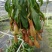 180猪笼草盆栽基地直销电商对接