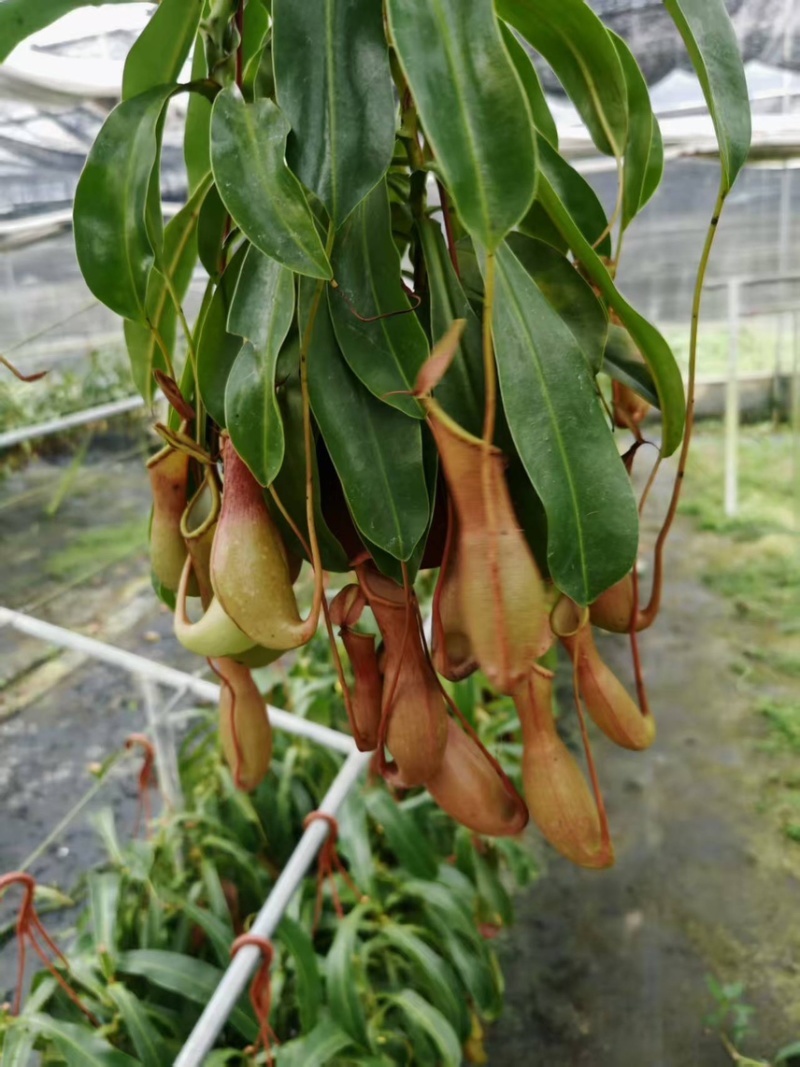 180猪笼草盆栽基地直销电商对接