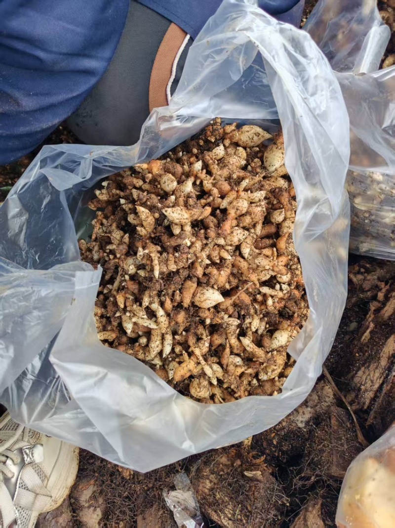 天麻天麻种子乌红杂交种子零代