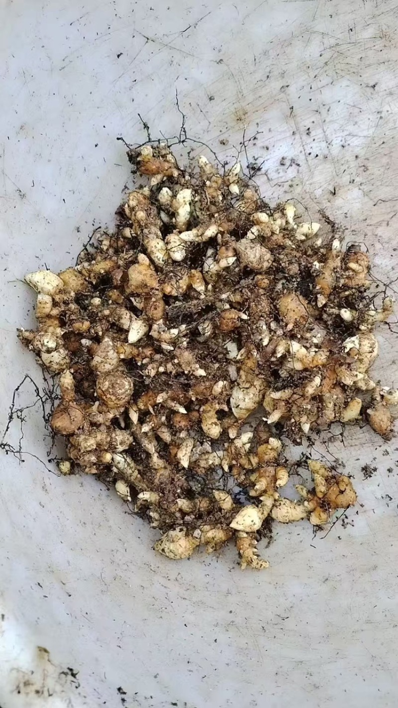 天麻天麻种子乌红杂交种子零代