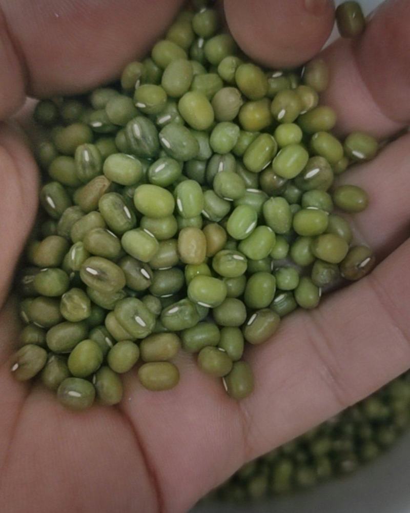 东北农家笨绿豆绿豆粥熬汤精品批发现货全国发货