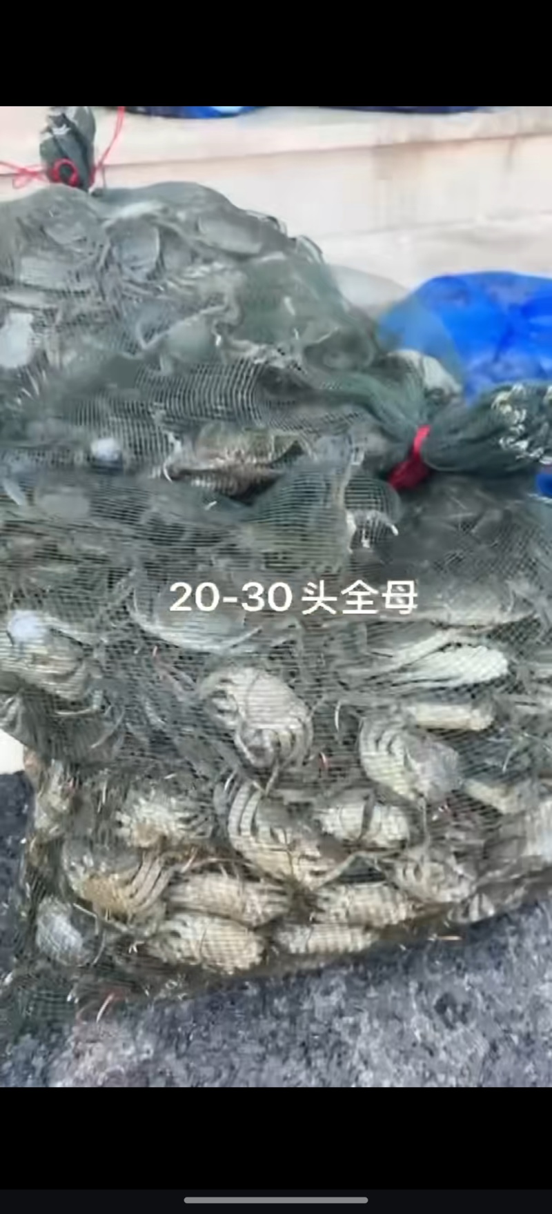 盘锦优质蟹苗精挑无病翻倍率高包回收油炸蟹养殖蟹苗质量上等