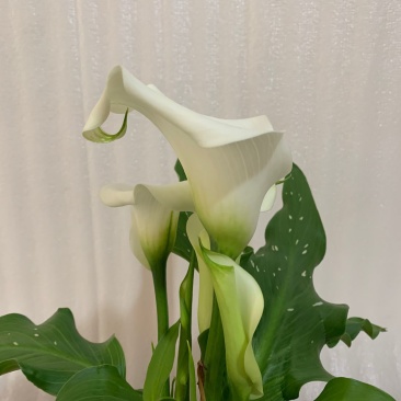 进口彩色马蹄莲盆栽四季开花多年生花室内阳台耐寒好养绿植带花苞