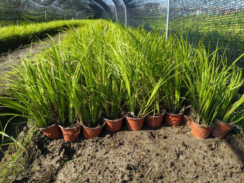 金线石菖蒲120杯，基地有量，欢迎来订购。
