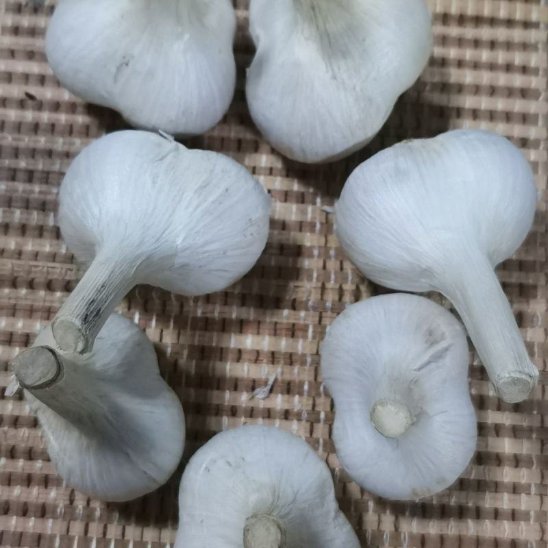 苍山二三瓣蒜新鲜老品种笨大蒜瓣大特级23瓣大蒜头大颗粒批
