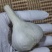 苍山二三瓣蒜新鲜老品种笨大蒜瓣大特级23瓣大蒜头大颗粒批