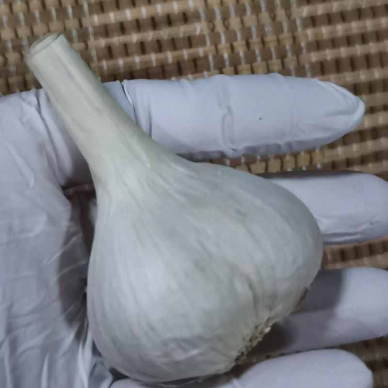 苍山二三瓣蒜新鲜老品种笨大蒜瓣大特级23瓣大蒜头大颗粒批