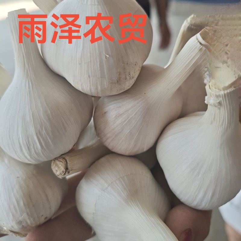 苍山二三瓣蒜新鲜老品种笨大蒜瓣大特级23瓣大蒜头大颗粒批