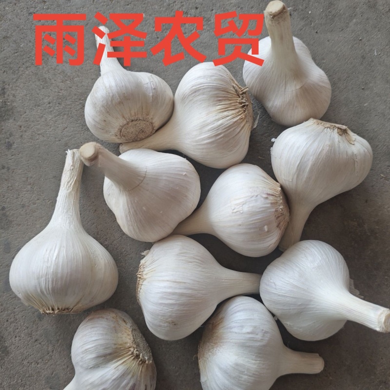 苍山二三瓣蒜新鲜老品种笨大蒜瓣大特级23瓣大蒜头大颗粒批