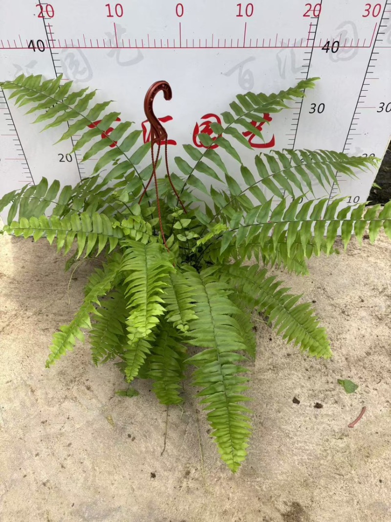 180霸王蕨一箱12盆，一盆12元