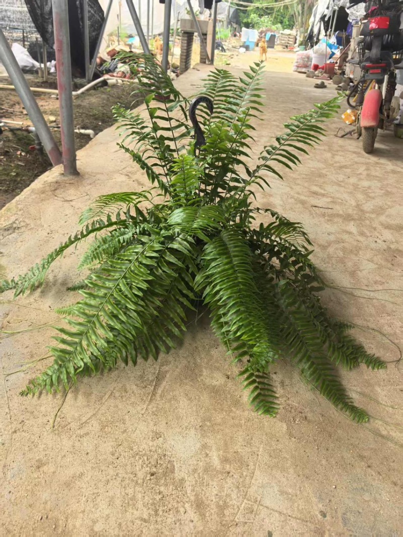 180霸王蕨一箱12盆，一盆12元