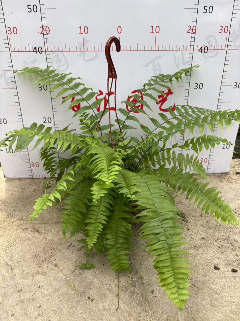 180霸王蕨一箱12盆，一盆12元