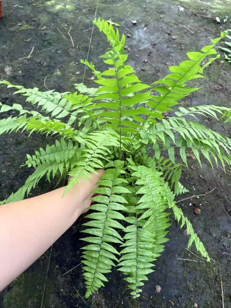 180霸王蕨一箱12盆，一盆12元