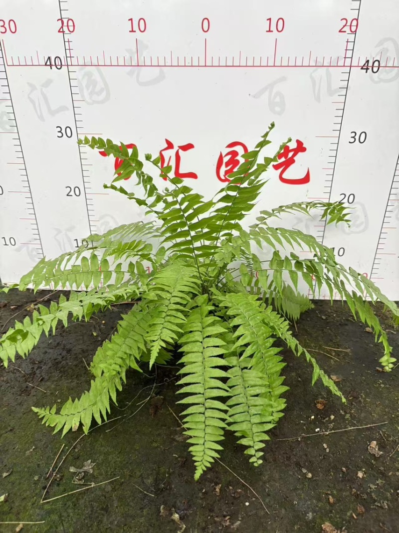 180霸王蕨一箱12盆，一盆12元