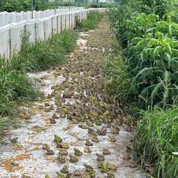 青蛙湖北潜江总口