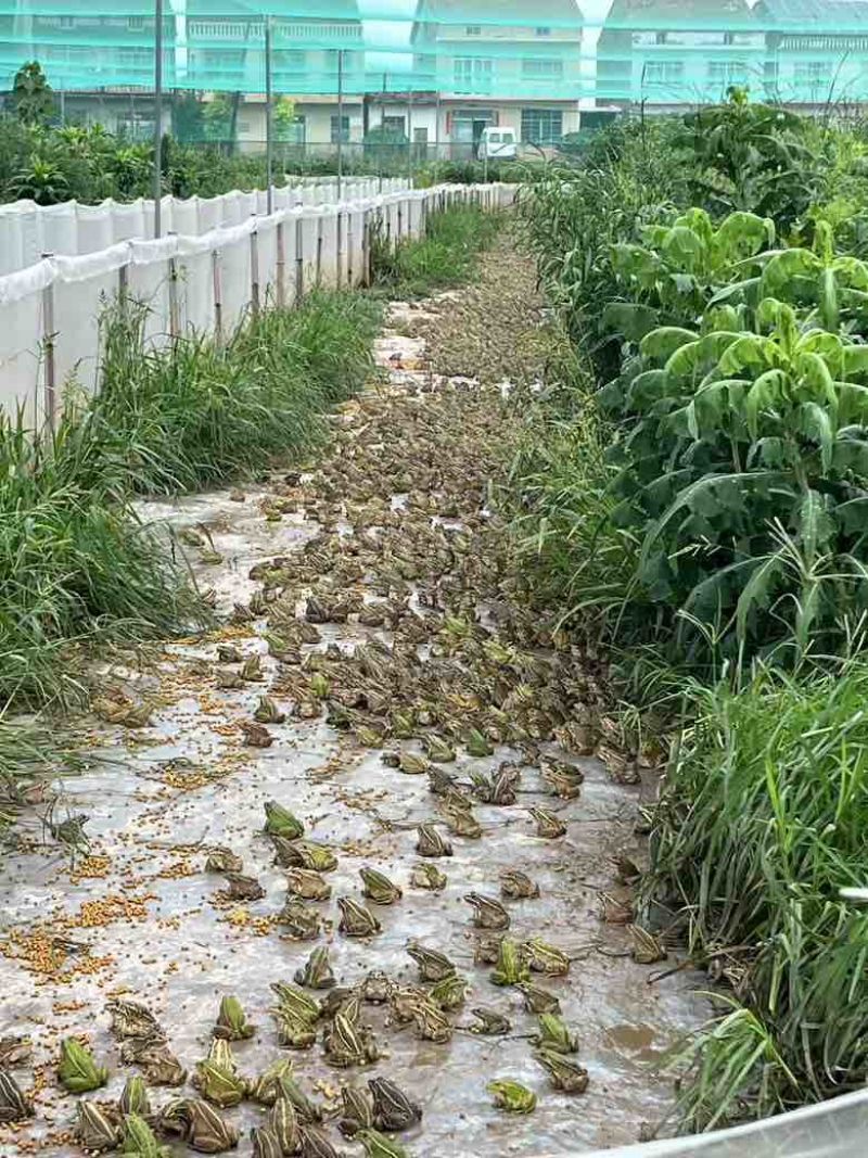 青蛙湖北潜江总口
