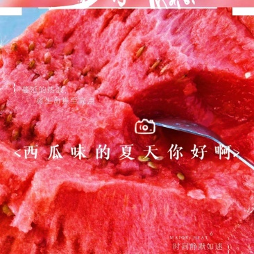 平均个头19斤左右的沙地瓜来了