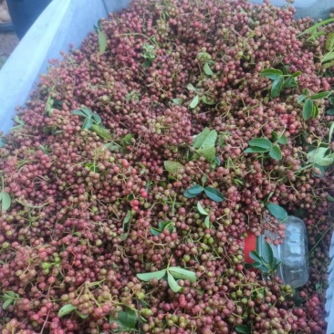 红花椒。新鲜花椒。盐源花椒。特麻特香。**吃的花椒