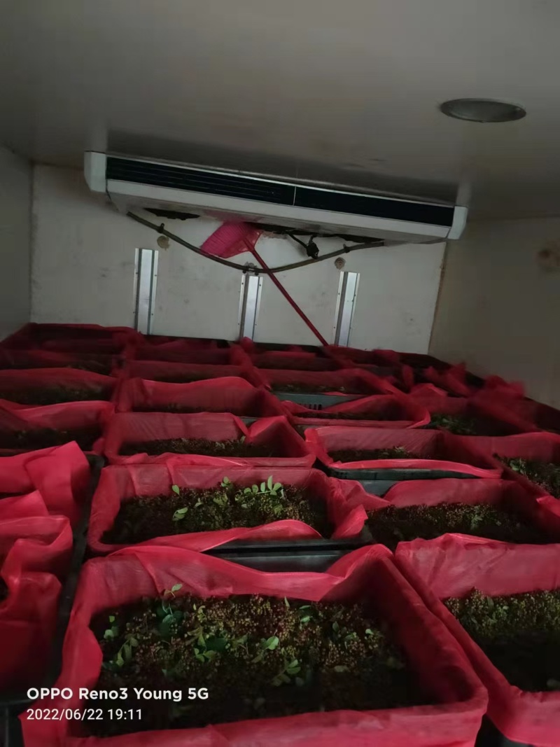 红花椒。新鲜花椒。盐源花椒。特麻特香。**吃的花椒
