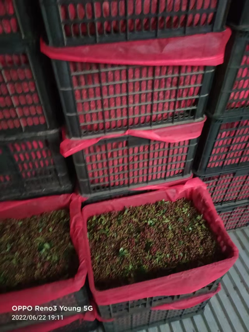 红花椒。新鲜花椒。盐源花椒。特麻特香。**吃的花椒
