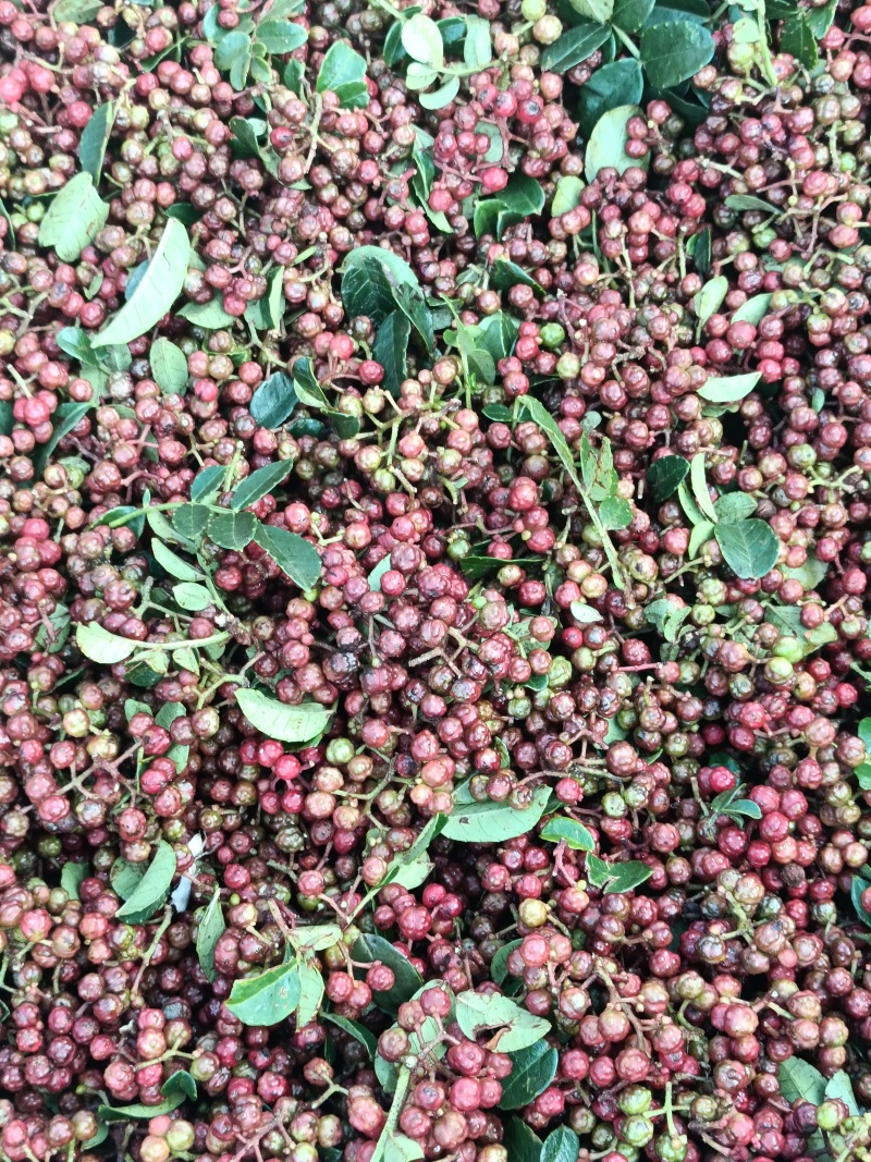 红花椒。新鲜花椒。盐源花椒。特麻特香。**吃的花椒