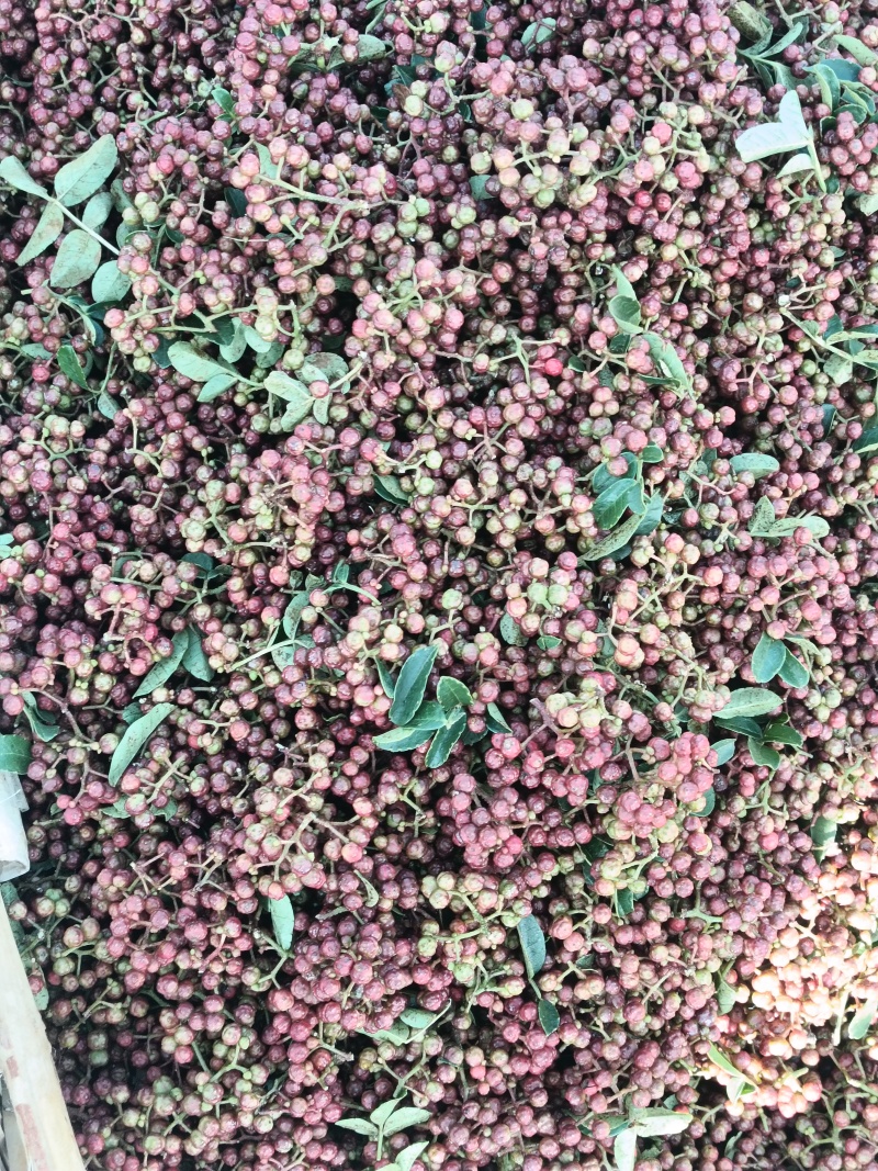 红花椒。新鲜花椒。盐源花椒。特麻特香。**吃的花椒