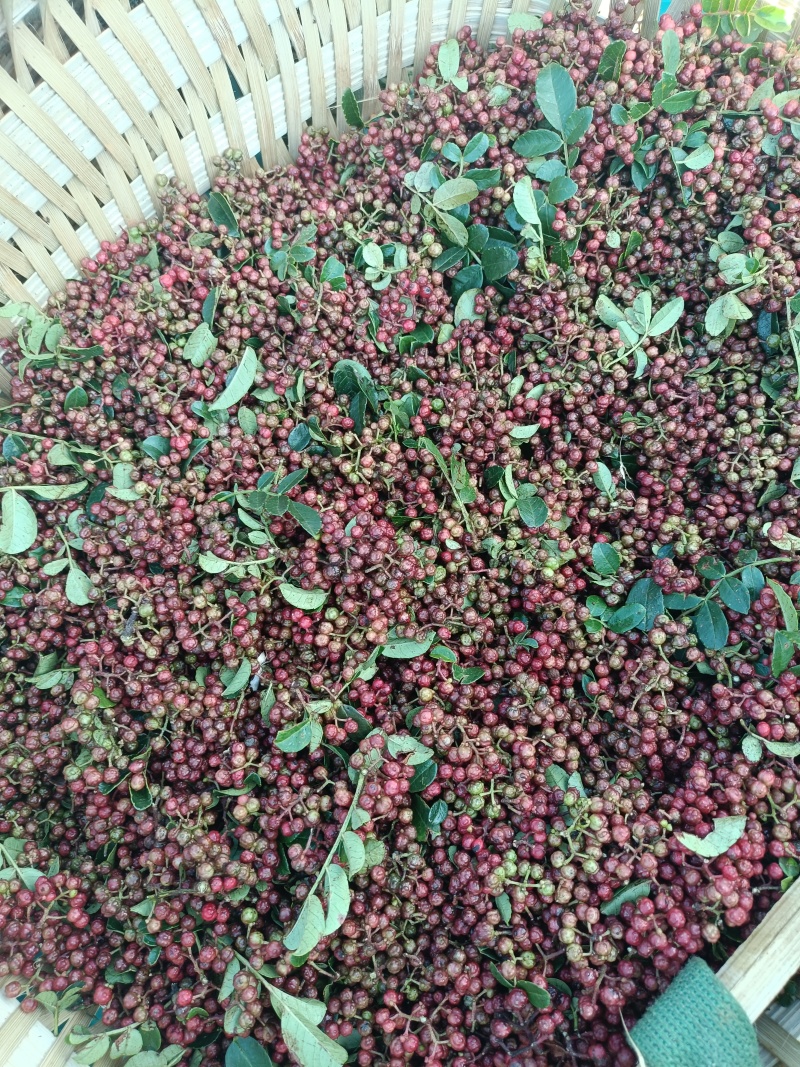 红花椒。新鲜花椒。盐源花椒。特麻特香。**吃的花椒