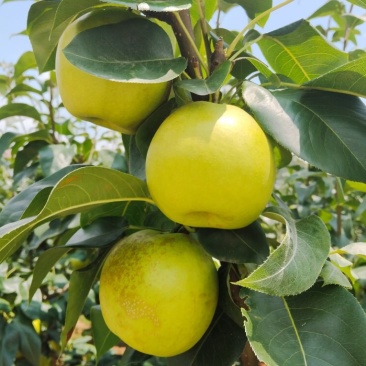 翠冠梨