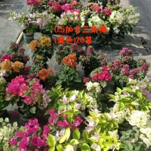 广东省广州市供应三角梅盆栽
