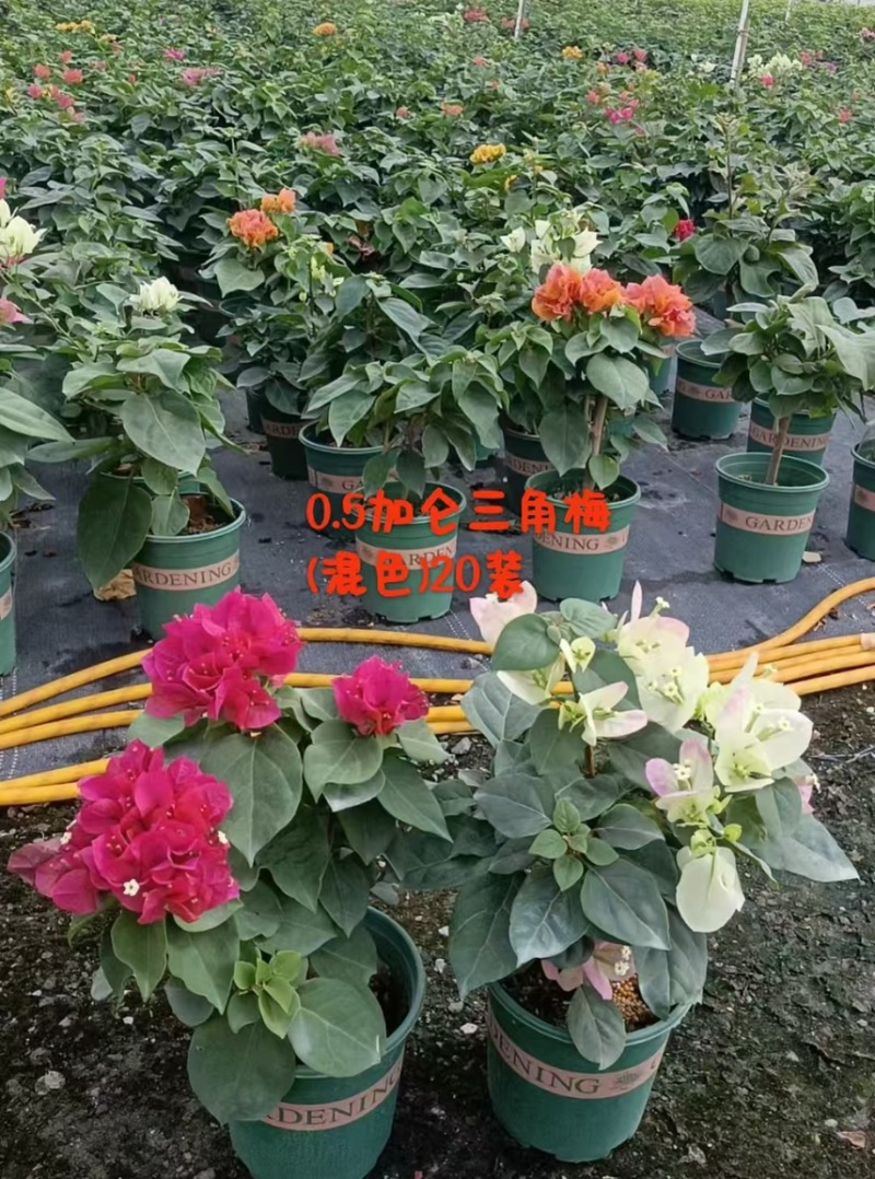 广东省广州市供应三角梅盆栽
